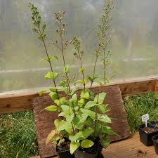 Attēlu rezultāti vaicājumam “Scrophularia nodosa leaf”