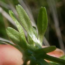 Attēlu rezultāti vaicājumam “Callitrichaceae”