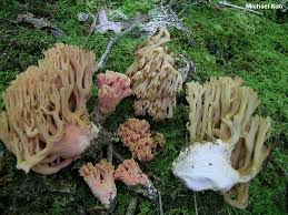 Attēlu rezultāti vaicājumam “Ramaria flava”