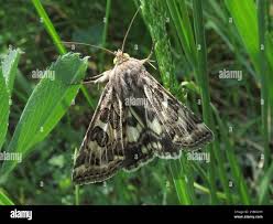 Attēlu rezultāti vaicājumam “Protoschinia scutosa”