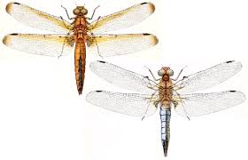 Attēlu rezultāti vaicājumam “Libellula fulva male”