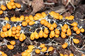 Attēlu rezultāti vaicājumam “Leocarpus fragilis young”