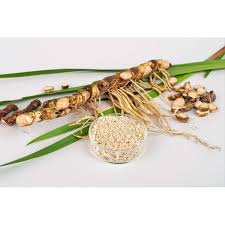 Attēlu rezultāti vaicājumam “Acorus calamus fruit”