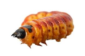 Attēlu rezultāti vaicājumam “Cossus cossus larva”