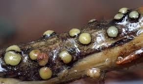 Attēlu rezultāti vaicājumam “Vibrissea decolorans”