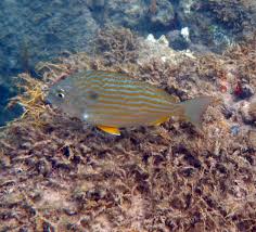 Image result for Archosargus rhomboidalis