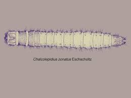 Attēlu rezultāti vaicājumam “Elateridae larva”