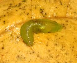 Attēlu rezultāti vaicājumam “Syrphus larva”