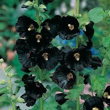 Image result for Stockrose