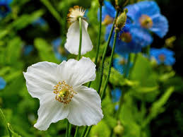Image result for Meconopsis betonicifolia alba
