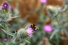 Attēlu rezultāti vaicājumam “Bombus terrestris”