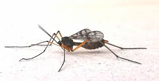 Attēlu rezultāti vaicājumam “Ptychoptera sp.”