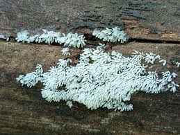 Attēlu rezultāti vaicājumam “Cribraria tenella spores”