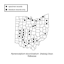 Attēlu rezultāti vaicājumam “Hymenostylium recurvirostrum”