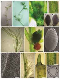 Attēlu rezultāti vaicājumam “Chara intermedia”