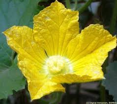 Attēlu rezultāti vaicājumam “Cucurbitaceae”