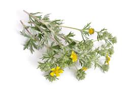 Attēlu rezultāti vaicājumam “Potentilla argentea fruit”