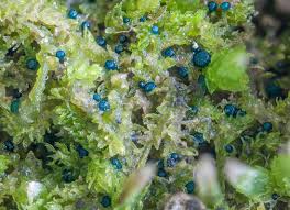 Attēlu rezultāti vaicājumam “Mniaecia jungermanniae”