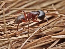 Attēlu rezultāti vaicājumam “Camponotus herculeanus”