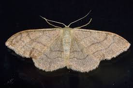 Attēlu rezultāti vaicājumam “Idaea aversata”