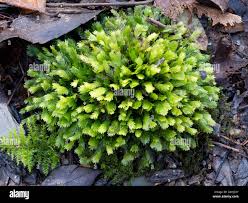 Attēlu rezultāti vaicājumam “Fissidens adianthoides sporophyte”