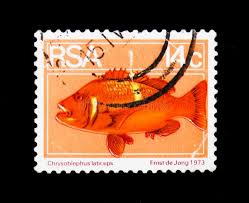 Image result for Chrysoblephus laticeps