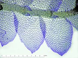 Attēlu rezultāti vaicājumam “Calypogeia fissa”