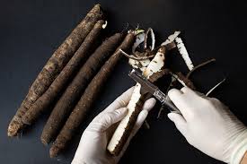 Image result for Schwarzwurzeln