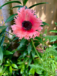 Attēlu rezultāti vaicājumam “Papaver orientale  flower”