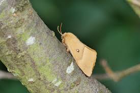 Attēlu rezultāti vaicājumam “Lasiocampa quercus imago”