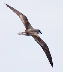 Image result for Pterodroma feae