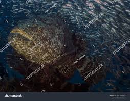 Image result for Epinephelus itajara