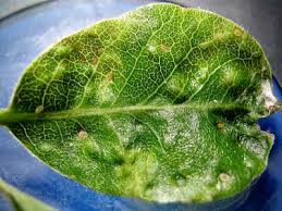 Attēlu rezultāti vaicājumam “Trioza dispar nymph”