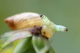 Attēlu rezultāti vaicājumam “Leucochloridium paradoxum”