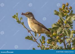 Image result for Hippolais olivetorum