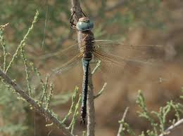Attēlu rezultāti vaicājumam “Anax parthenope”