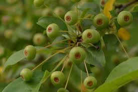 Attēlu rezultāti vaicājumam “Malus prunifolia fruit”