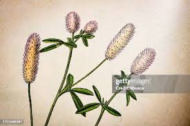 Attēlu rezultāti vaicājumam “Trifolium arvense”