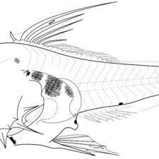 Image result for Lutjanus colorado