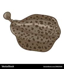 Image result for Torpedo marmorata