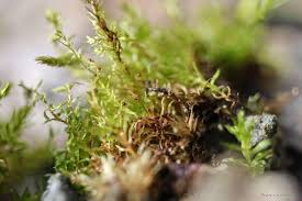 Attēlu rezultāti vaicājumam “Bryum rubens”