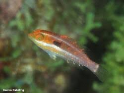 Image result for Sparisoma amplum