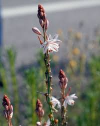 Image result for Asphodelus fistulosus