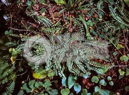 Attēlu rezultāti vaicājumam “Asplenium viride”