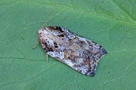 Attēlu rezultāti vaicājumam “Acleris cristana”