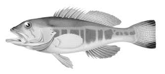 Image result for Serranus atricauda