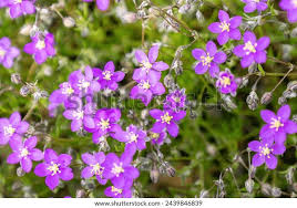 Attēlu rezultāti vaicājumam “Spergularia rubra flower”