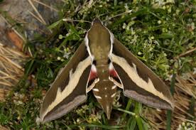 Attēlu rezultāti vaicājumam “Hyles gallii imago”