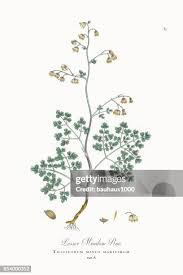 Attēlu rezultāti vaicājumam “Thalictrum minus leaf”