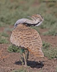 Image result for Chlamydotis macqueenii